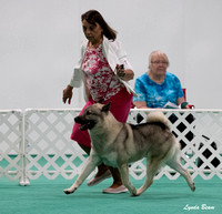 Dogshow 2024-06-29 NEINEA Candids--123517-3