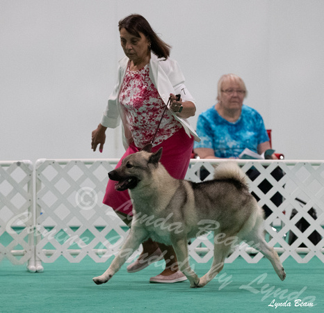 Dogshow 2024-06-29 NEINEA Candids--123517-3