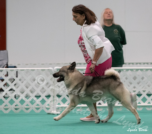 Dogshow 2024-06-29 NEINEA Candids--123326