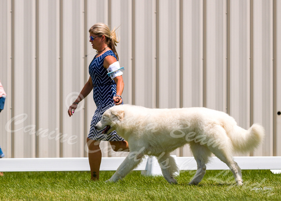 Dogshow 2022-06-19 Northeastern Illinois Kennel Club--131009