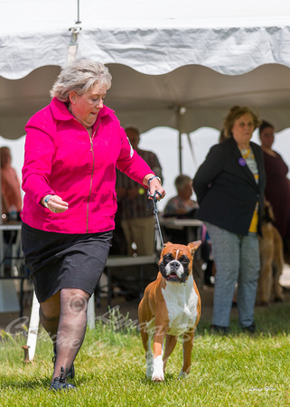 Dogshow 2022-06-19 Northeastern Illinois Kennel Club--131524-2