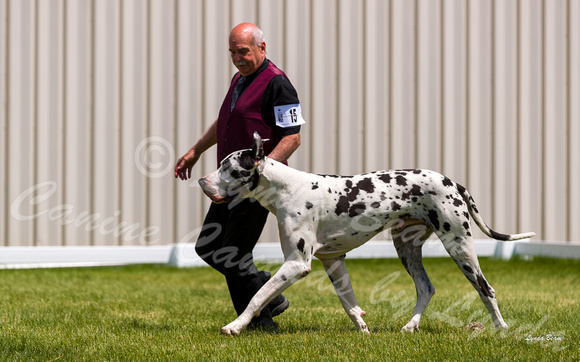 Dogshow 2022-06-19 Northeastern Illinois Kennel Club--131137