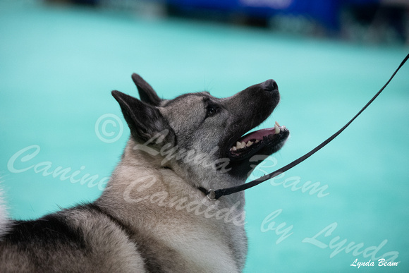 Dogshow 2024-06-30 NEINEA Candids--113510