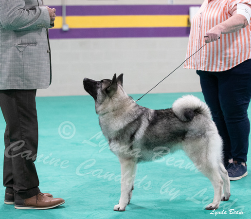 Dogshow 2024-06-29 NEINEA Candids--123031