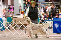 20131207 Sporting Group & Breeds