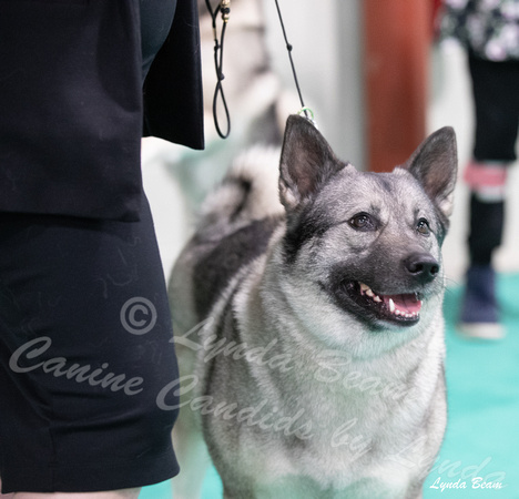 Dogshow 2024-06-30 NEINEA Candids--113747-2