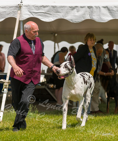 Dogshow 2022-06-19 Northeastern Illinois Kennel Club--131151-2