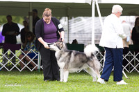 Alaskan Malamutes - Racine KC, 13 August 2012