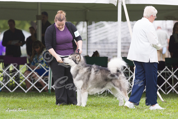 Alaskan Malamutes - Racine KC, 13 August 2012