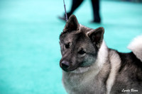 Dogshow 2024-06-30 NEINEA Candids--113623