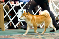 NSCA Parent Specialty (Sun) Best of Breed Competition