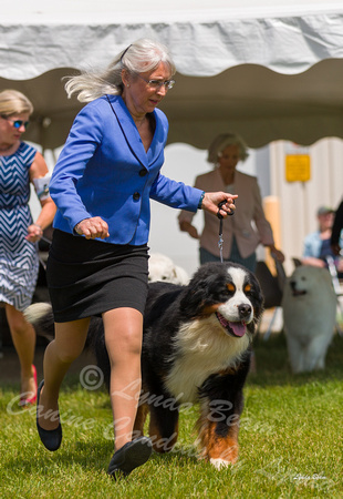 Dogshow 2022-06-19 Northeastern Illinois Kennel Club--132416