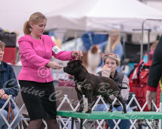 Dogshow 2018-01-25 Grayslake Day 1--161953