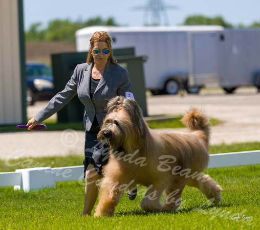 Dogshow 2022-06-17 Northeastern Illinois Kennel Club--130211