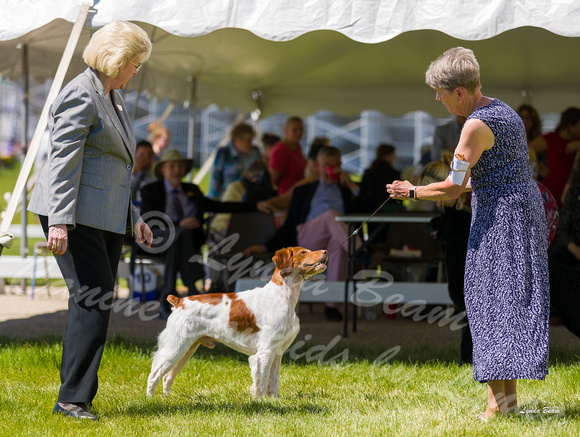 Dogshow 2022-06-17 Northeastern Illinois Kennel Club--134545