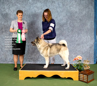 Dogshow 2022-07-03 NEINEA Win Photos --101743-3