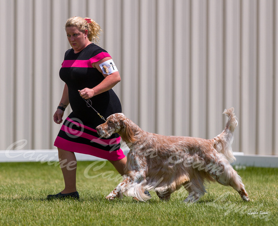 Dogshow 2022-06-19 Northeastern Illinois Kennel Club--125442