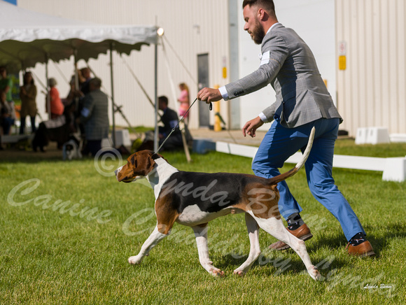 Dogshow 2022-06-17 Northeastern Illinois Kennel Club--151703-2