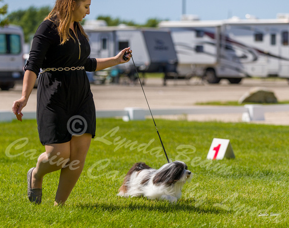 Dogshow 2022-06-17 Northeastern Illinois Kennel Club--142211-3