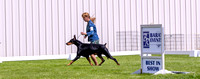 Dogshow 2022-06-09 Intl KC of Chicago--142920-2