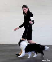 Dogshow 2025-03-01 2025 CSSC Candids --105709