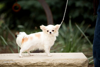 May 15 2012 Chihuahua Shoot