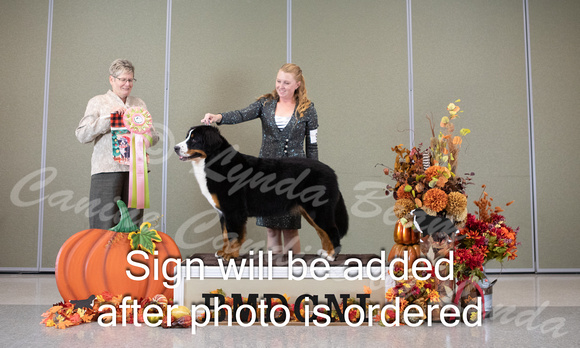 Dogshow 2024-10-25 BMDCNI Day 1--124907-2