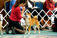 NSCA Parent Specialty (Sun) Bred by Exhibitor Dogs