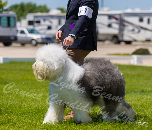 Dogshow 2022-06-17 Northeastern Illinois Kennel Club--130659