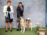 Dogshow 2022-07-03 NEINEA Win Photos --120135
