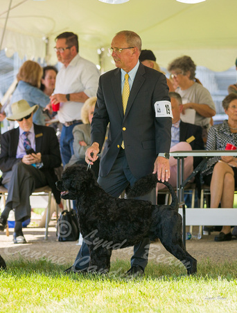 Dogshow 2022-06-17 Northeastern Illinois Kennel Club--152152