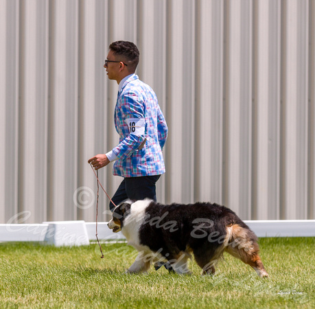 Dogshow 2022-06-19 Northeastern Illinois Kennel Club--123038