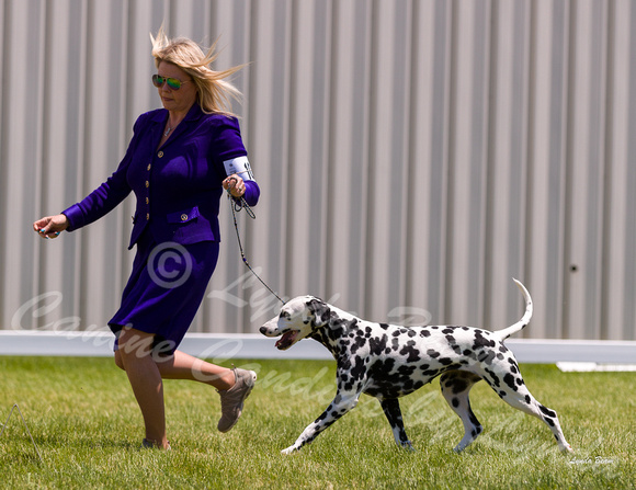 Dogshow 2022-06-19 Northeastern Illinois Kennel Club--121659