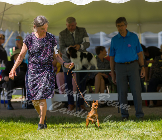 Dogshow 2022-06-17 Northeastern Illinois Kennel Club--141446-4
