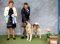 Dogshow 2022-07-03 NEINEA Win Photos --120135-2
