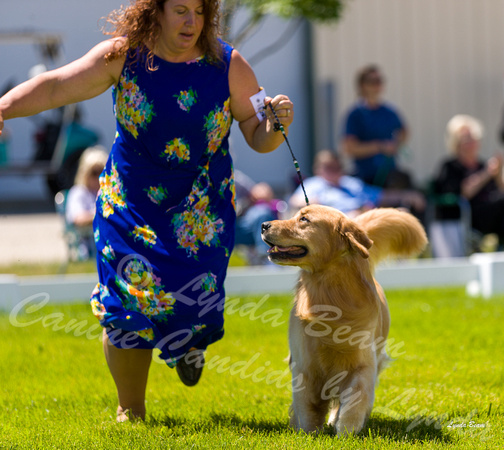 Dogshow 2022-06-17 Northeastern Illinois Kennel Club--133908-4