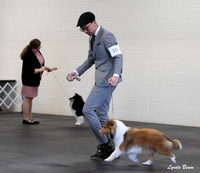 Dogshow 2025-03-01 2025 CSSC Candids --110116-2