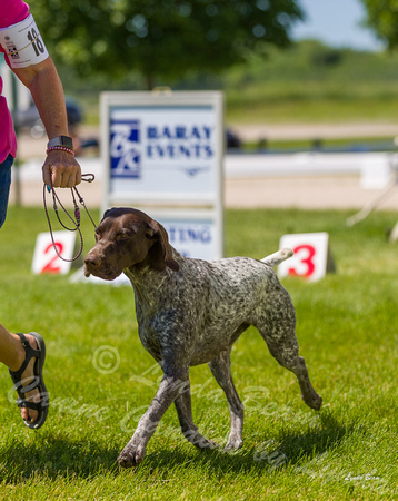 Dogshow 2022-06-17 Northeastern Illinois Kennel Club--134037