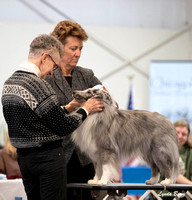 Dogshow 2025-03-02 2025 CSSC Candids --111353