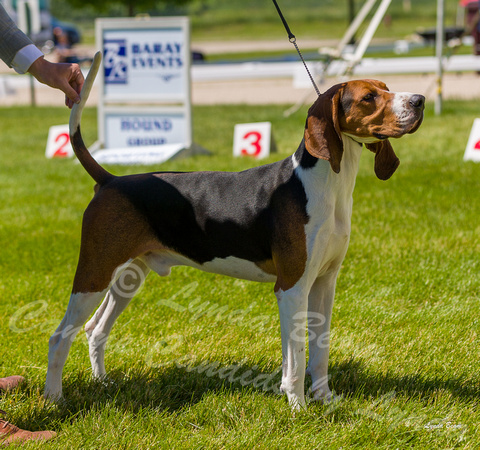 Dogshow 2022-06-17 Northeastern Illinois Kennel Club--133350