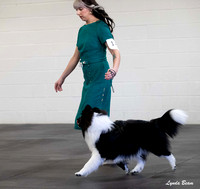 Dogshow 2025-03-01 2025 CSSC Candids --101915-4