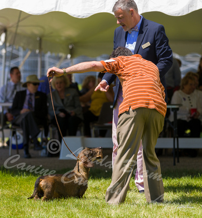 Dogshow 2022-06-17 Northeastern Illinois Kennel Club--133120