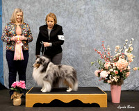 #139 Best in Veteran Sweepstakes — Ch Carloway Frozen at Stasec