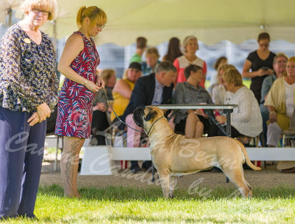 Dogshow 2022-06-17 Northeastern Illinois Kennel Club--145947
