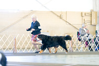 Dogshow 2017-10-29 BMDCNI Day 2--151426