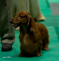 Hounds Group & Breeds