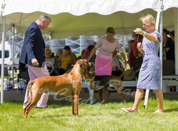 Dogshow 2022-06-17 Northeastern Illinois Kennel Club--132303