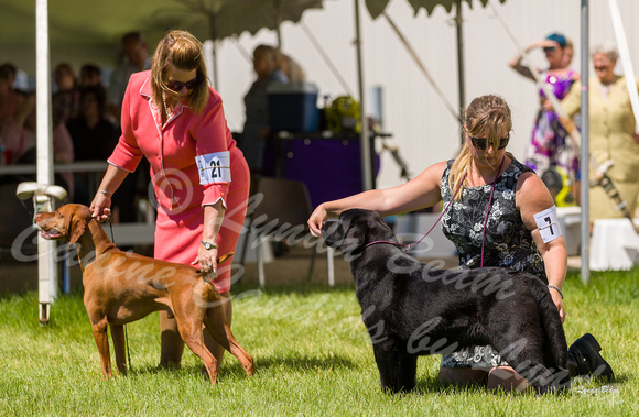 Dogshow 2022-06-17 Northeastern Illinois Kennel Club--135216