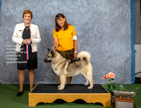 Dogshow 2022-07-03 NEINEA Win Photos --114824