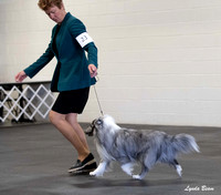 Dogshow 2025-03-01 2025 CSSC Candids --103416-2